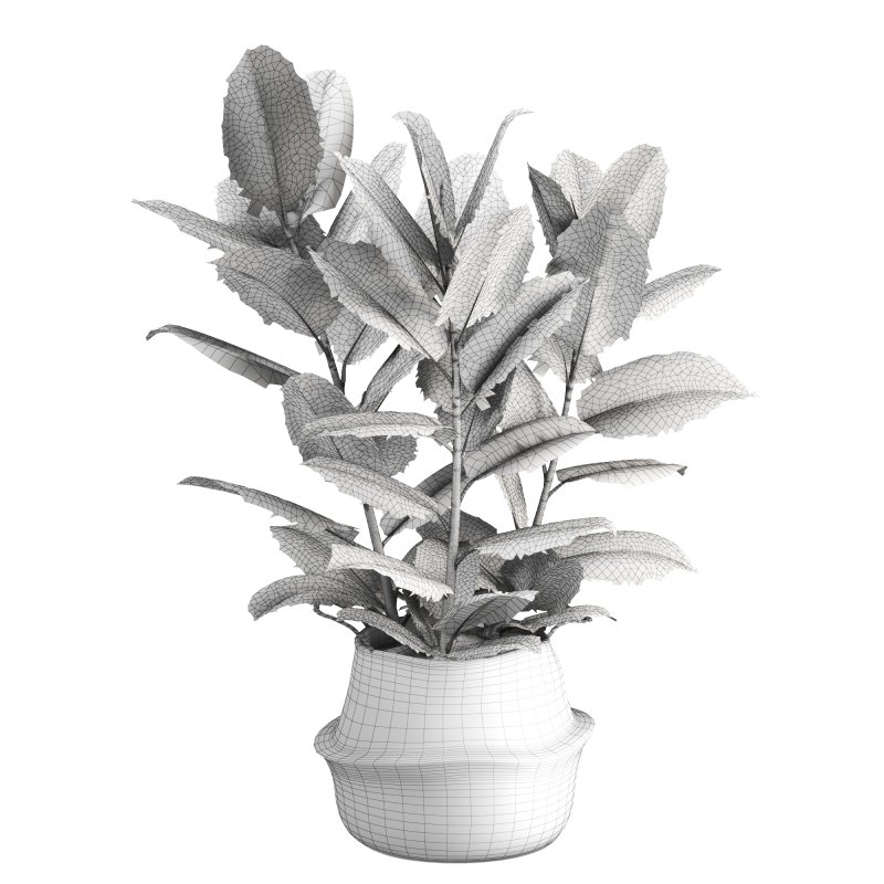 Indoor Plant Ficus with a basket pot - Image 3