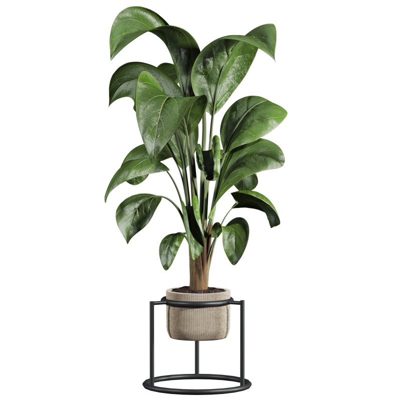 potted plant - Image 2
