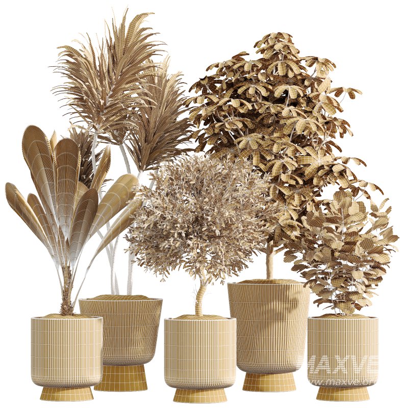 ntal plant is admired for its linear variegated foliage, offering a strong vertical structure. - Image 8