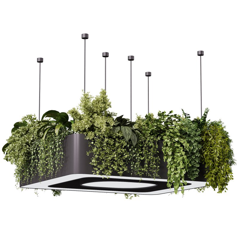 indoor plants – 64 Hanging indoor plant - Image 4