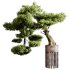 Indoor plants 73 – Bonsai Plant in pot - Thumbnail 4