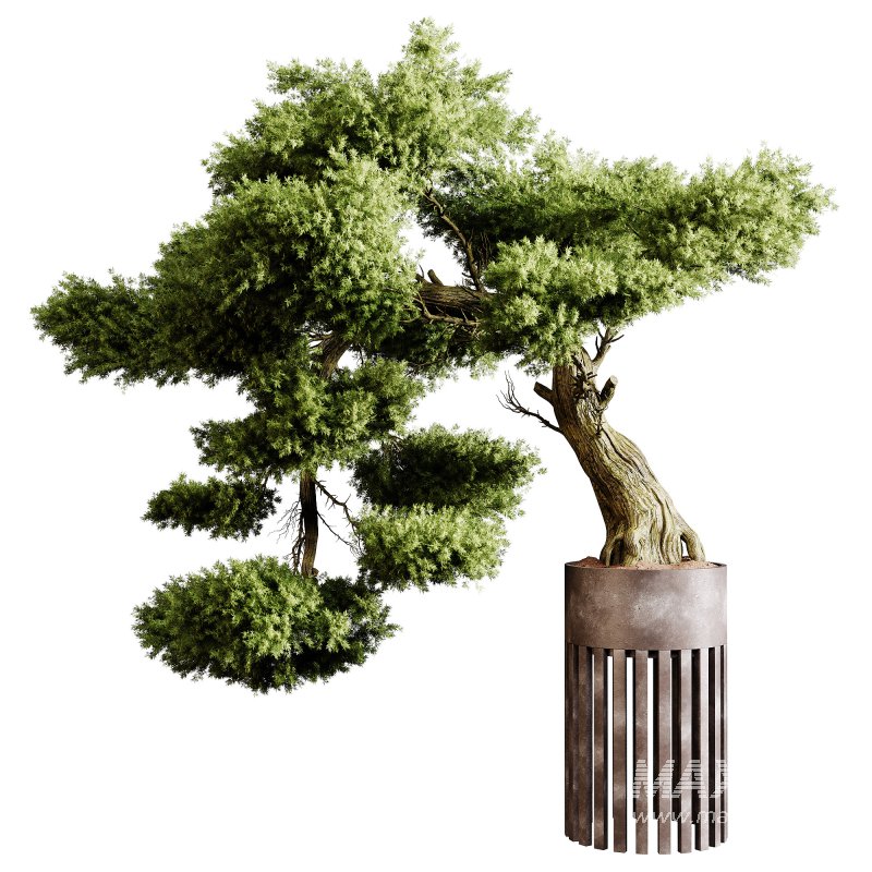 Indoor plants 73 – Bonsai Plant in pot - Image 4