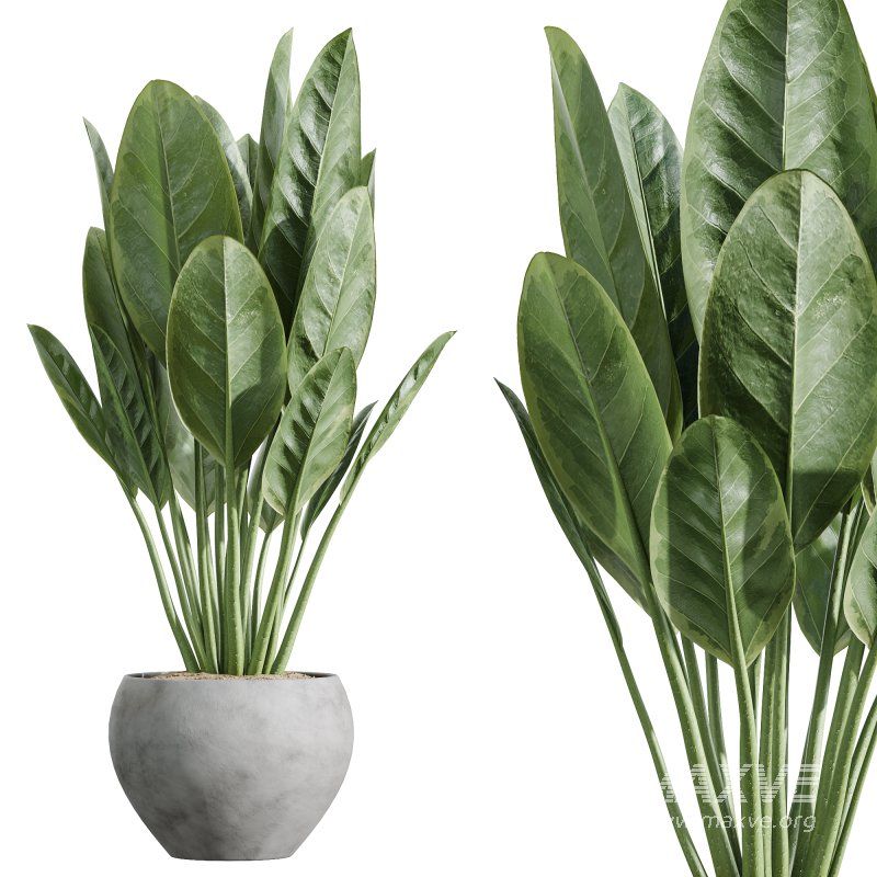 ntal variety of the classic Olea europaea, known for its soft silvery foliage and dense canopy. Native to Spain, this olive cultivar exudes Mediterranean charm and timeless refinement in both contemporary and rustic interiors. - Image 5