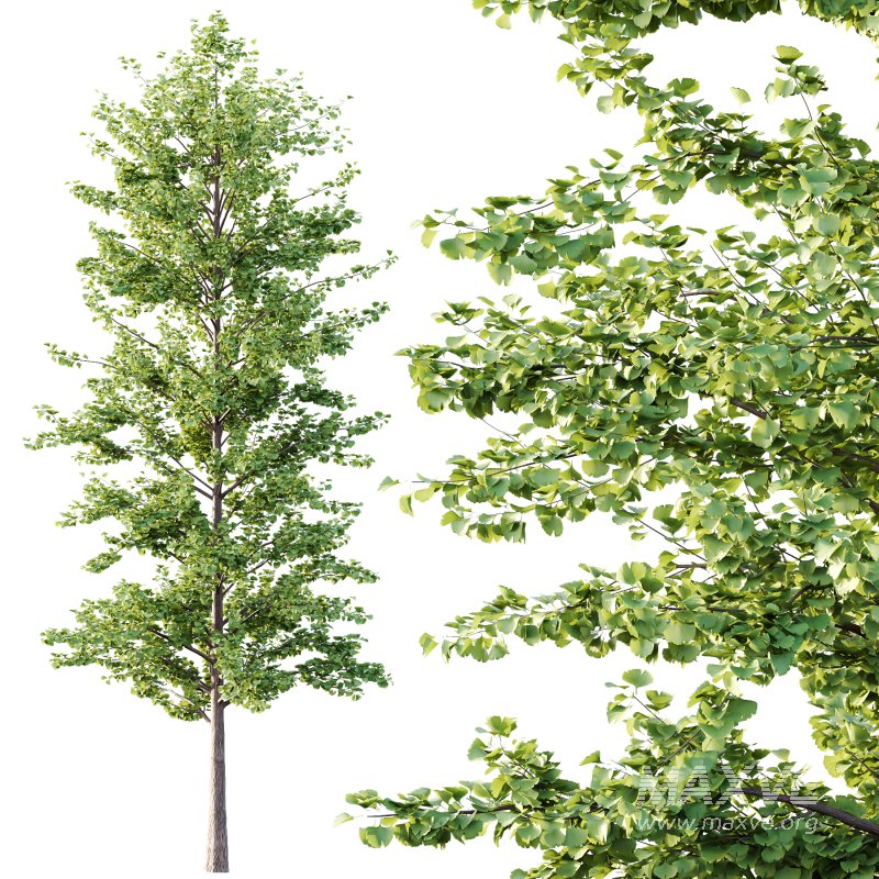 Maidenhair Ginkgo Biloba Tree 03 - Image 4