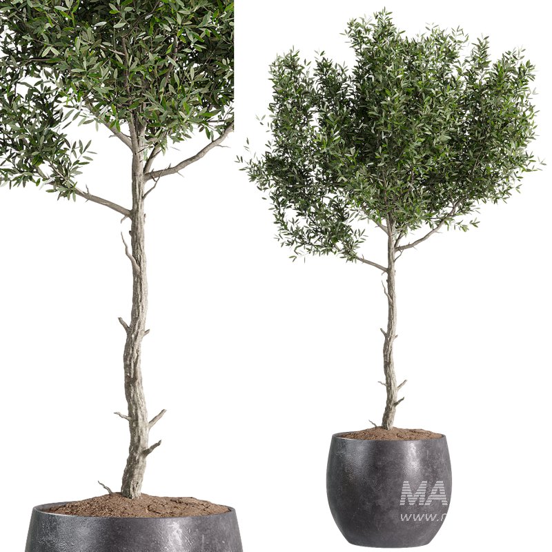 indoor plants – 44 plant in pot - Image 4