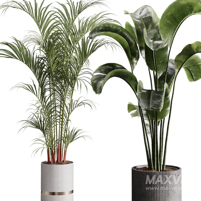 indoor plants 114 – plant collections in pot - Image 6