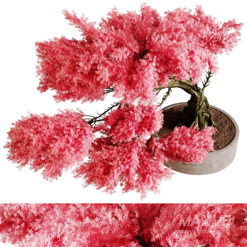 Indoor plants 76 – Plant in pot - Image 3