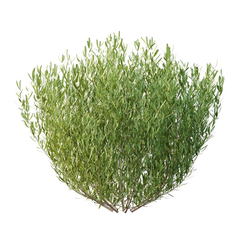 plant bush Lavandula pedunculata 02 - Image 6