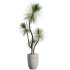 AV Indoor Plants Set 268 Licuala Palm and Yucca Aloifolia Rostrata and Mission Olive - Thumbnail 3