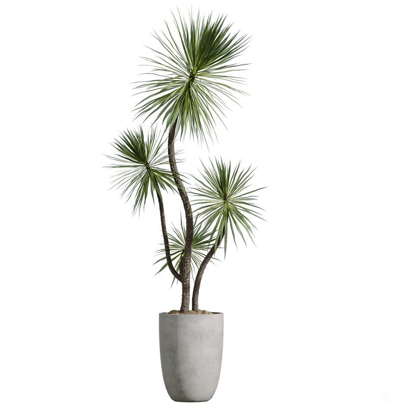 AV Indoor Plants Set 268 Licuala Palm and Yucca Aloifolia Rostrata and Mission Olive - Image 3