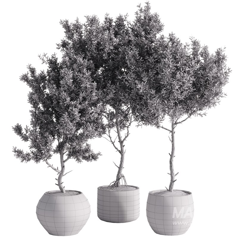 indoor plants – 44 plant in pot - Image 1