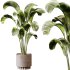 Indoor plants 95 – Plant in pot - Thumbnail 3