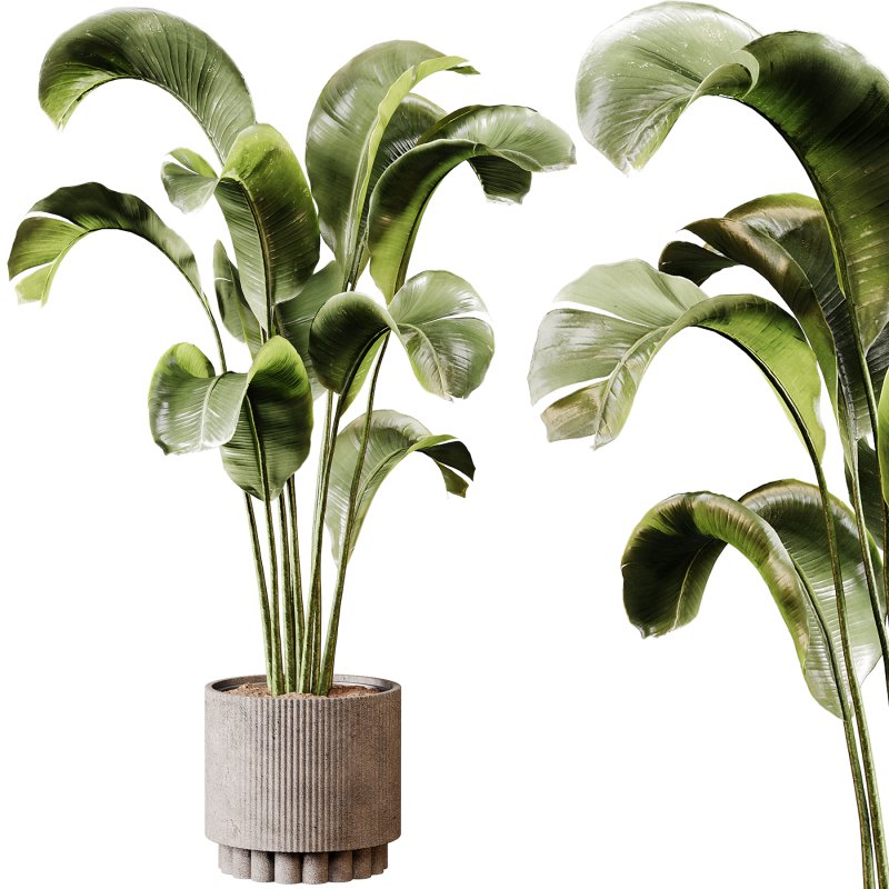 Indoor plants 95 – Plant in pot - Image 3