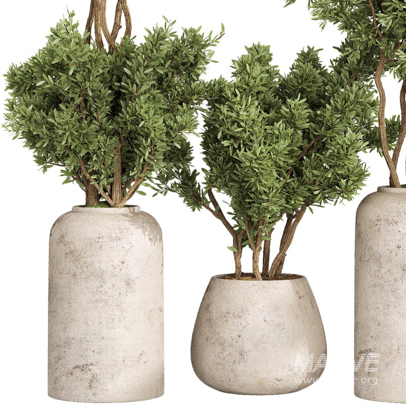 Indoor Collection plants 05 - Image 2