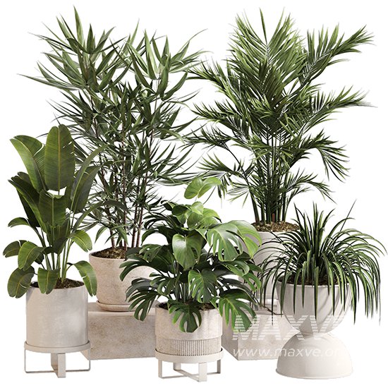 Indoor Plant Set 0158 - Image 1