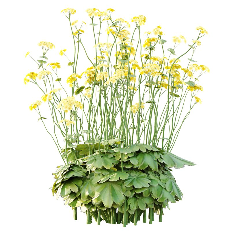 Alchemilla mollis flower Plant 01 - Image 6
