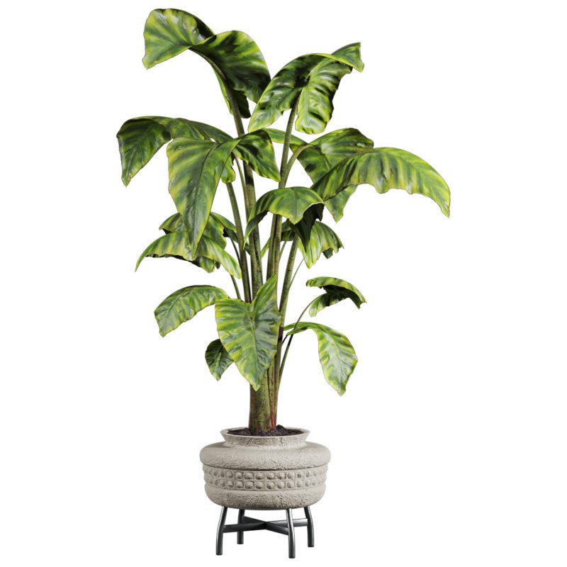 potted plant - Image 2