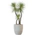 AV Indoor Plants Set 268 Licuala Palm and Yucca Aloifolia Rostrata and Mission Olive - Thumbnail 1