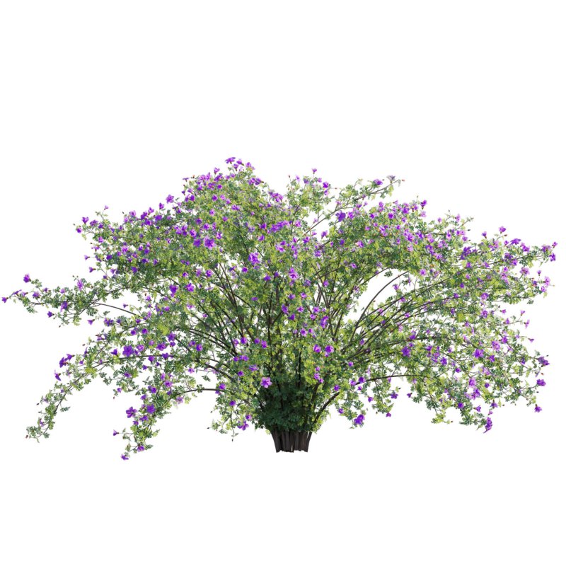 Alyogyne huegelii – Blue Hibiscus 02 - Image 2