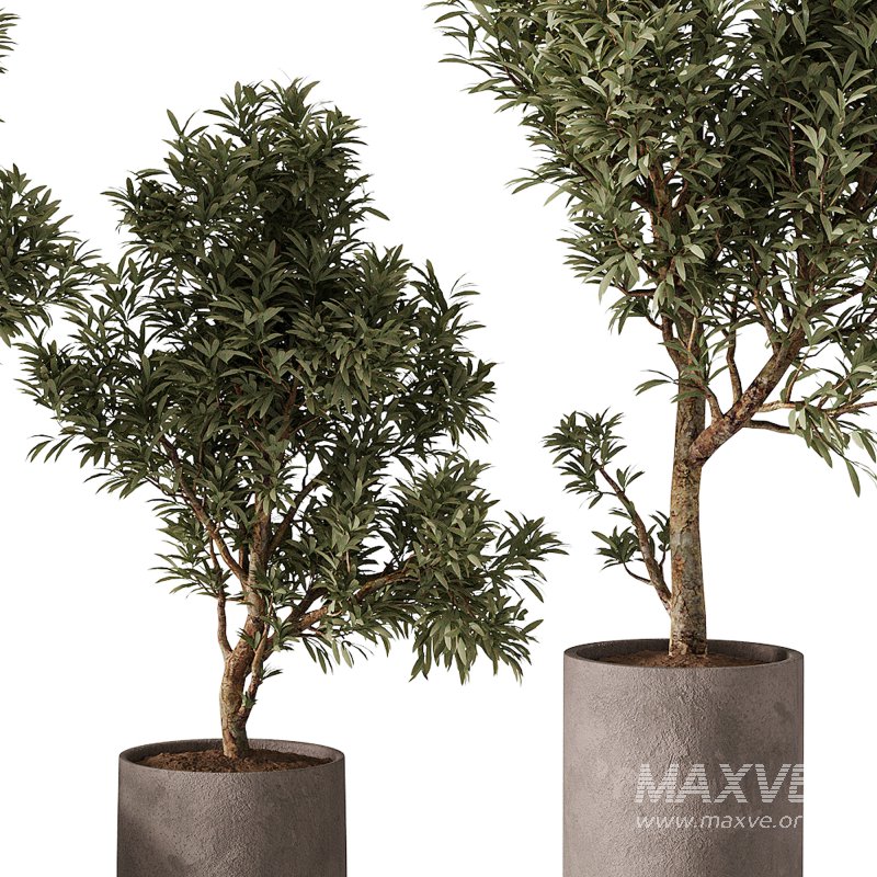 indoor plants – 65 plant in pot - Image 5