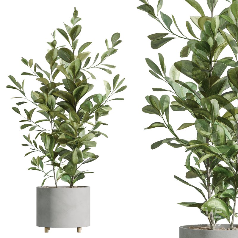 AV Indoor Plants Set 247 Ficus Indian and Hazel Erle and Yucca Elephantipes and Fan Palm - Image 3