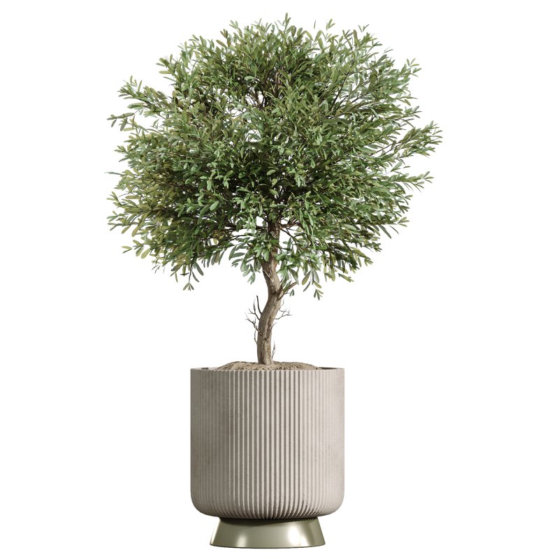 ntal plant is admired for its linear variegated foliage, offering a strong vertical structure. - Image 11