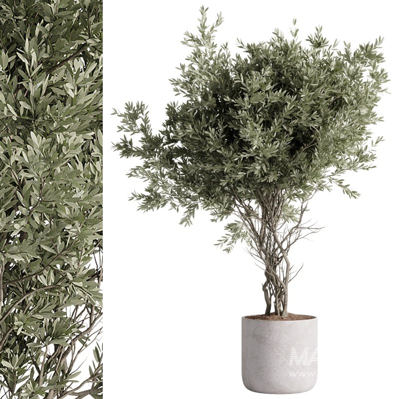 indoor plants – 57 plant in pot - Image 1