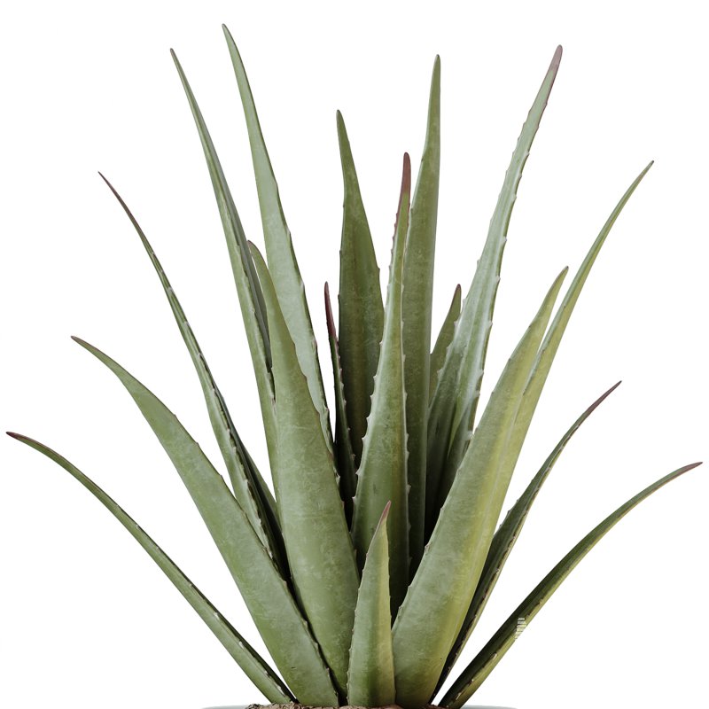 AV Indoor Plants Set 249 - Image 4