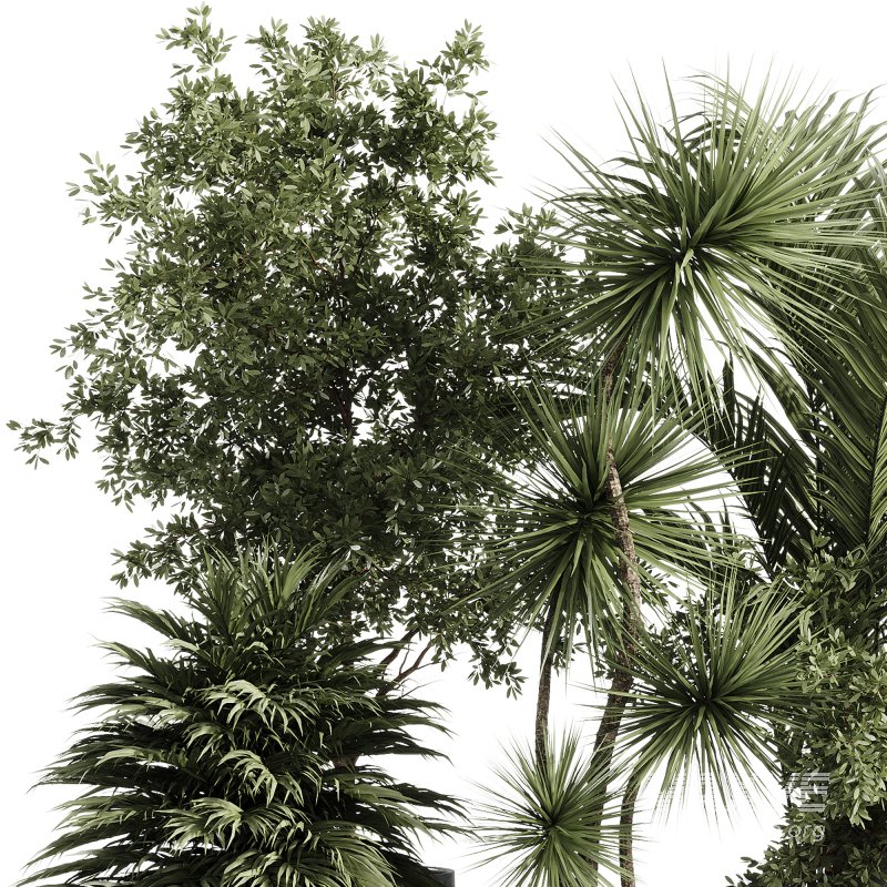 indoor plants – 34 plant collections in pot - Image 4