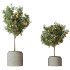 AV Indoor Plants Set 265 Olive Elegant Mission and Areca Palm and Fruit Orange Calamondin Tree - Thumbnail 1