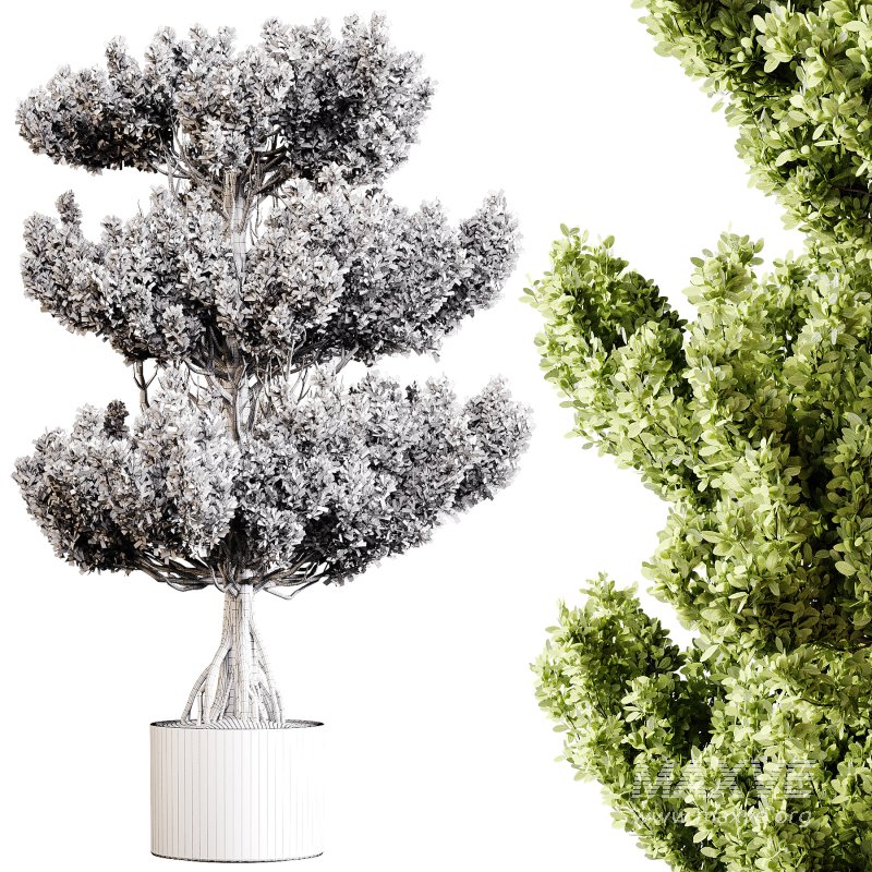 Indoor plants 91 – Plant in pot - Image 4