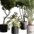 indoor plants 122 – plant collections in pot - Thumbnail 2