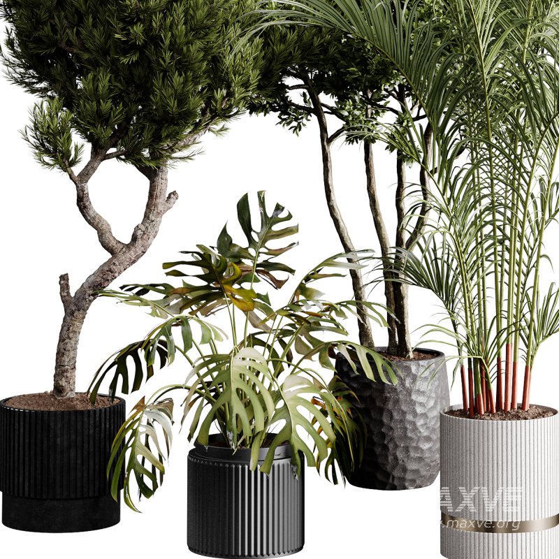 indoor plants 122 – plant collections in pot - Image 2