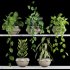plants set - Thumbnail 2