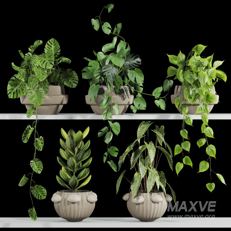 plants set - Image 2