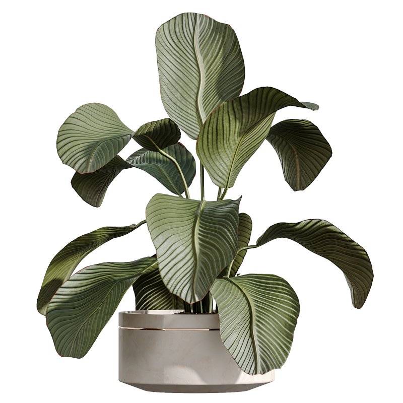 AV Indoor Plants Set 274 Olive Mission and Calathea Lutea and Lemon Lime Cane Dragon - Image 3