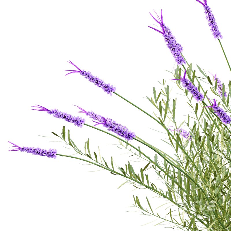 plant bush Flower Lavandula pedunculata 05 - Image 1