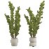potted plants - Thumbnail 2
