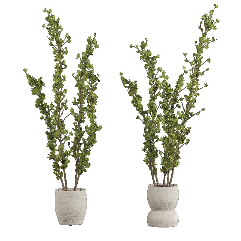 potted plants - Image 2