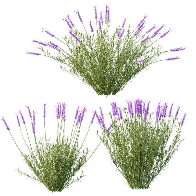 plant bush Flower Lavandula pedunculata 05 - Image 2