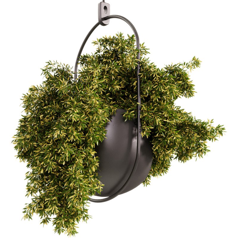 Indoor Plants – 26 Plant in pot - Image 3