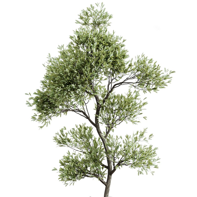 AV Indoor Plants Set 267 Areca Palm and Lemon and Green Sansevieria and Monstera Deliciosa Large Leaf and Olive - Image 5