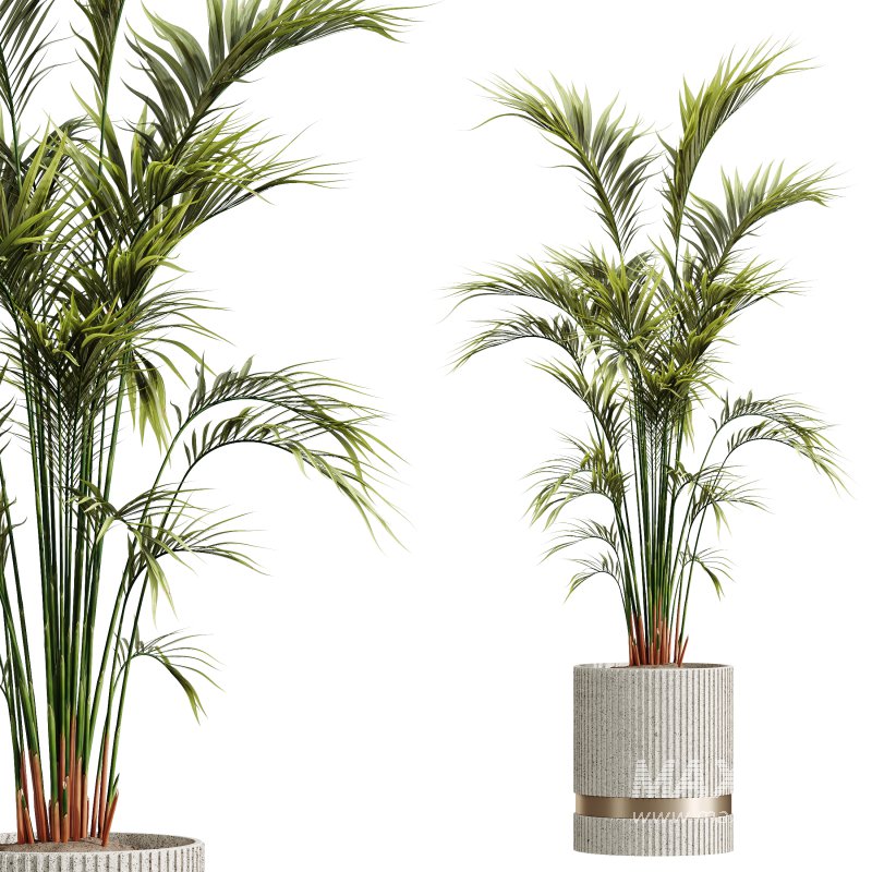 AV Indoor Plants Set 279 Areca Palm and Calathea Lutea and Ficus Marginata and Yucca - Image 1
