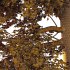 Alder Tree 04 - Thumbnail 2
