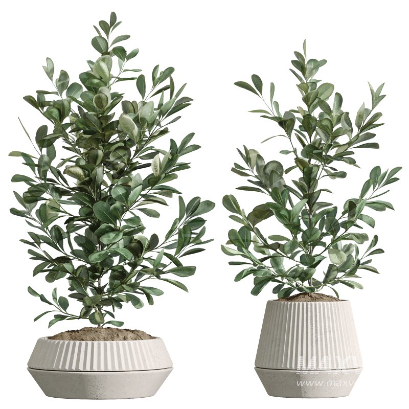 AV Indoor Plants Set 252 Ficus Microcarpa Zamiifolia Binnendijkii Warneckii Lemon Lime - Image 7