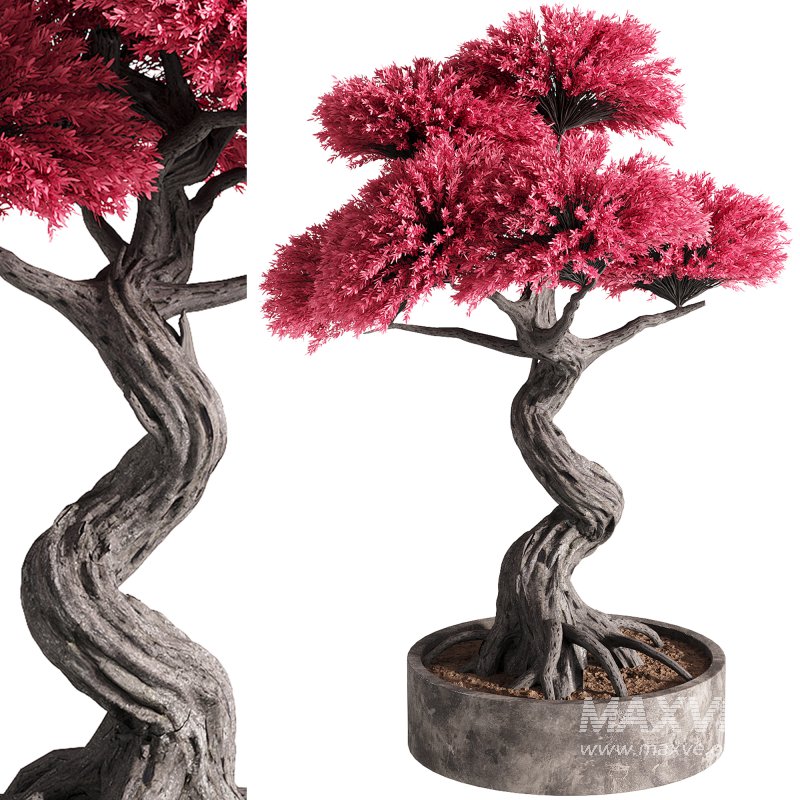 indoor plants – 50 plant in pot - Image 2