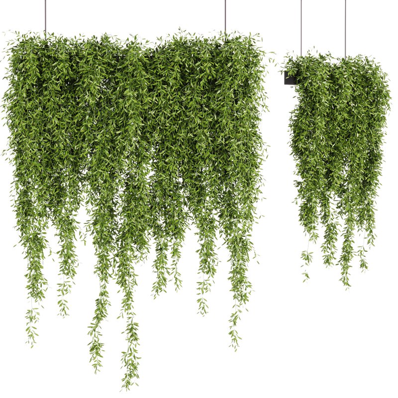 Indoor Plants – 21 hanging plants in pots - Image 4