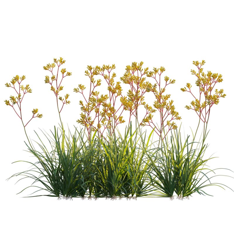 Anigozanthos flavidus – Kangaroo Paw 02 - Image 2