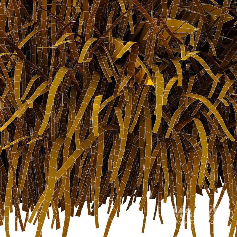 Carex Elata Aurea Grass 04 - Image 6