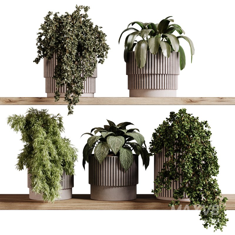 indoor plants 98- Hanging indoor plant - Image 3